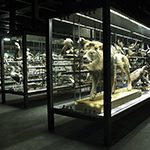 Museum of natural sciencies of Barcelona