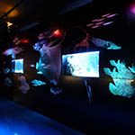 Interactive Fish Centre