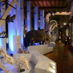 Muséum d’Histoire Naturelle de Marseille. Exposició permanent