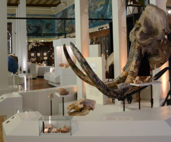  Muséum d’Histoire Naturelle de Marseille