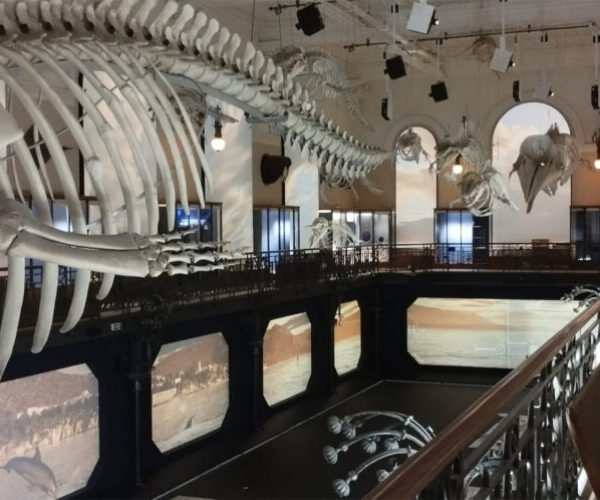 Missió Oceà. Exposició immersiva