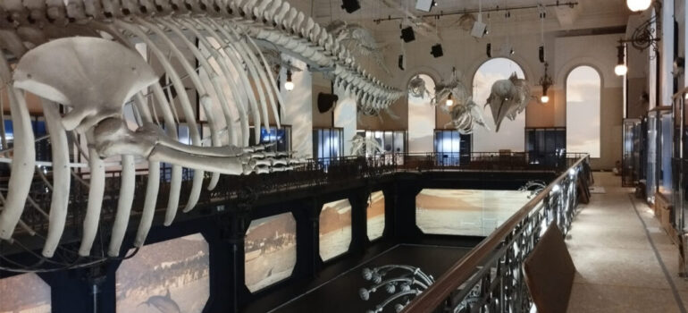 Missió Oceà. Exposició immersiva